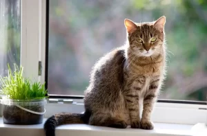 National Pet Week - Cornerstone Animal Hospital