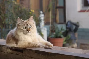 Pet Acupuncture