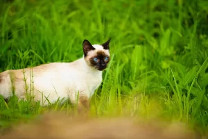 Pet House Calls