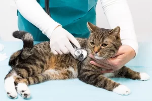 Emergency Pet Care