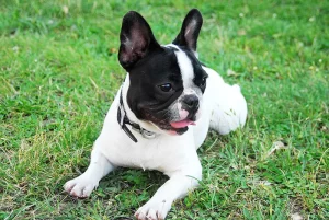 New veterinary Clients
