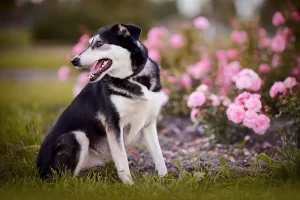 Dog veterinarian in joplin mo
