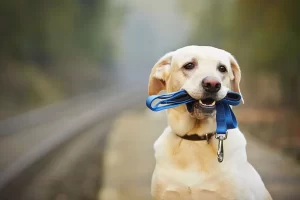 Pet Cancer Therapy