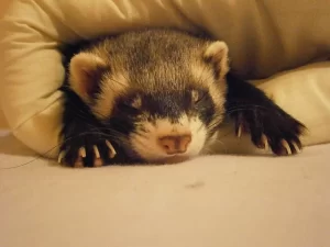 Ferret care in Joplin MO