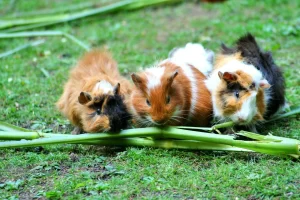 Guinea Pigs care at cornerstone animal hospital