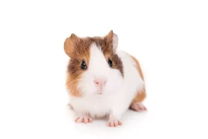 Exotics & Pocket Pets treatment