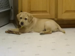 Pet Insurance