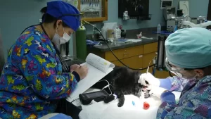 animal dentistry cornerstone animal hospital