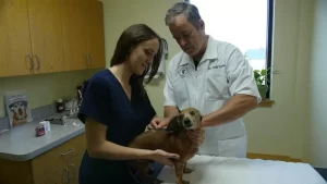 animal dermatology