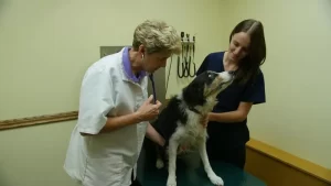pet wellness exams