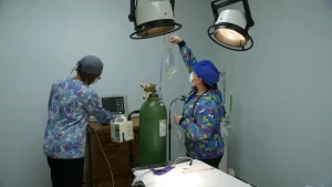 animal pain management cornerstone animal hospital