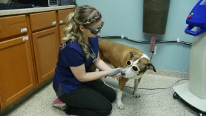 dog and cat laser therapy