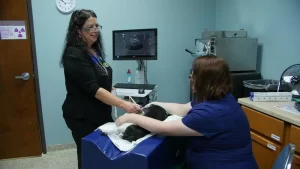 animal ultrasound services