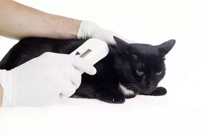 animal Microchipping