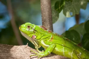 Reptiles/Amphibian veterinary care