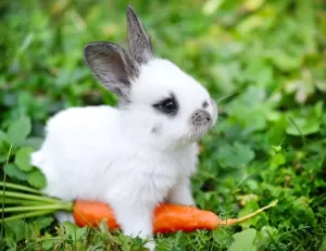 Small Mammal services