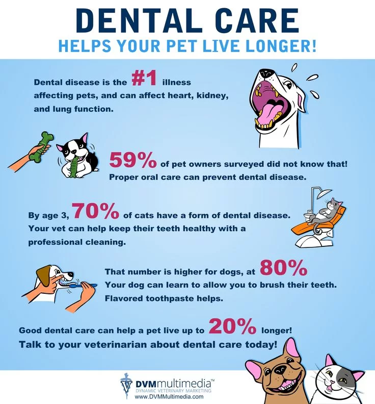 dental health