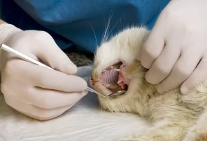 dental health