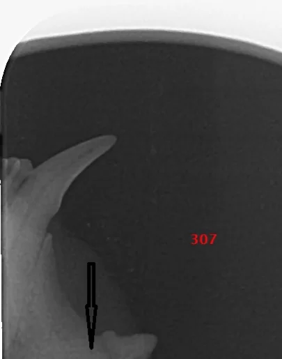 Cat Dental Radiographs