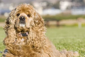 worst foods for dogs