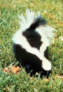 what to do if your pet is sprayed by a skunk