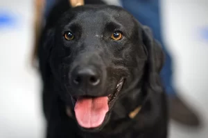 signs your dog is experiencing heat stroke this summer