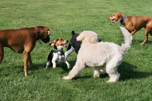 How Frequently Does A Dog Need A Bordetella Vaccine Joplin MO