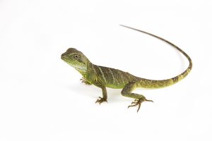 Protecting Your Pet Amphibians And Reptiles From The Heat