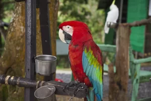 7 Signs That You Have a Sick Bird