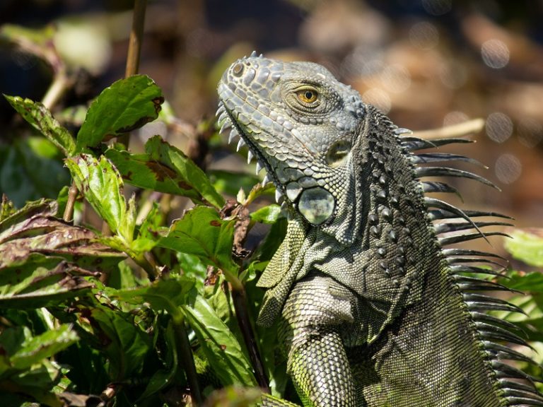 National Iguana Awareness Day- Sept 12, 2020 | Cornerstone Animal Hospital