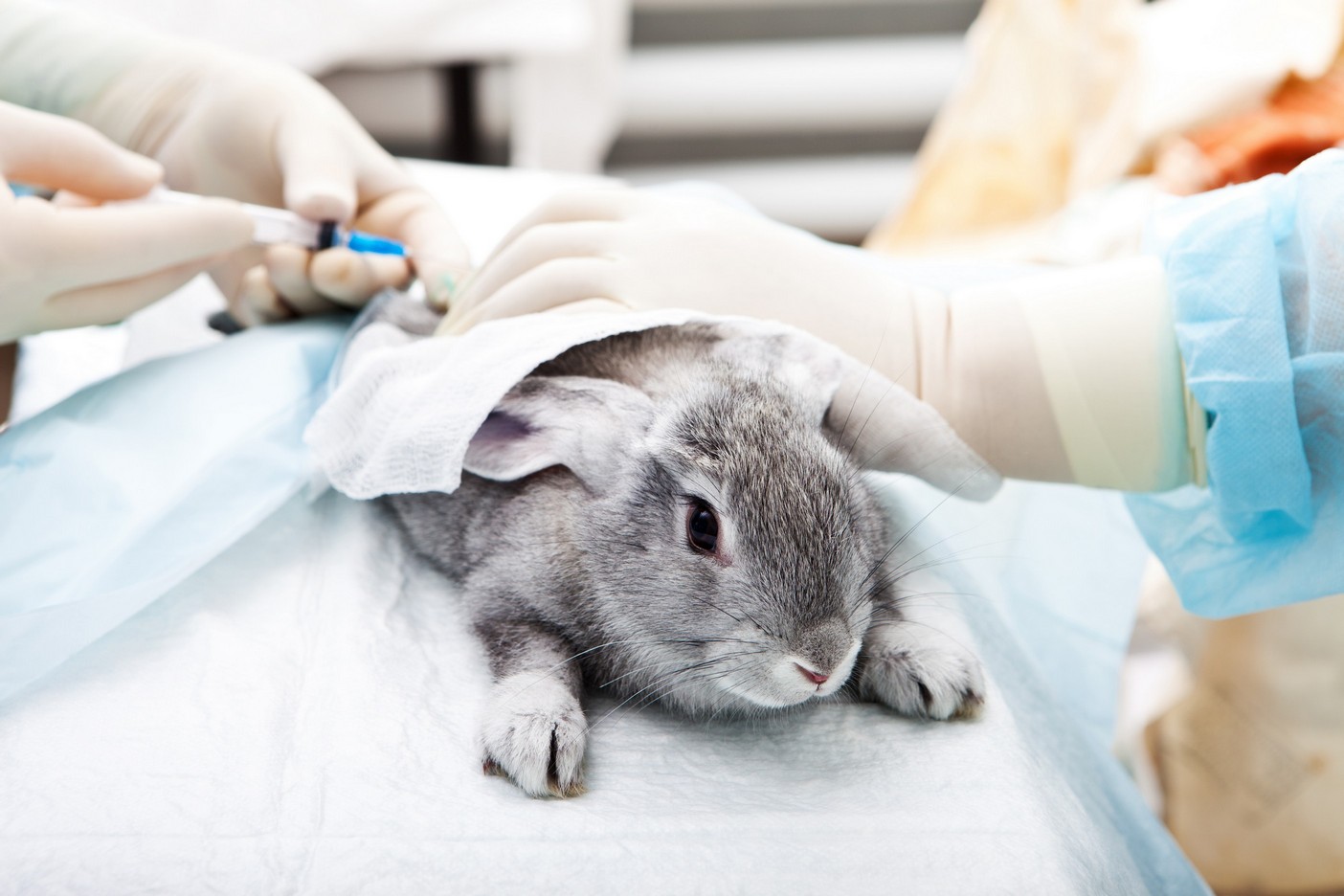 24 hour hot sale rabbit vet