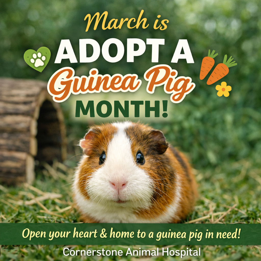 March is Adopt a Guinea Pig Month